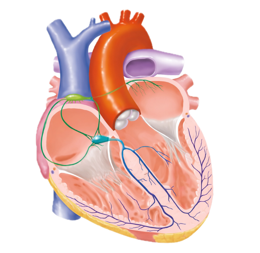 心臓の正常な刺激伝導系(洞結節・房室結節・ヒス束・プルキンエ線維)を示した解剖イラスト