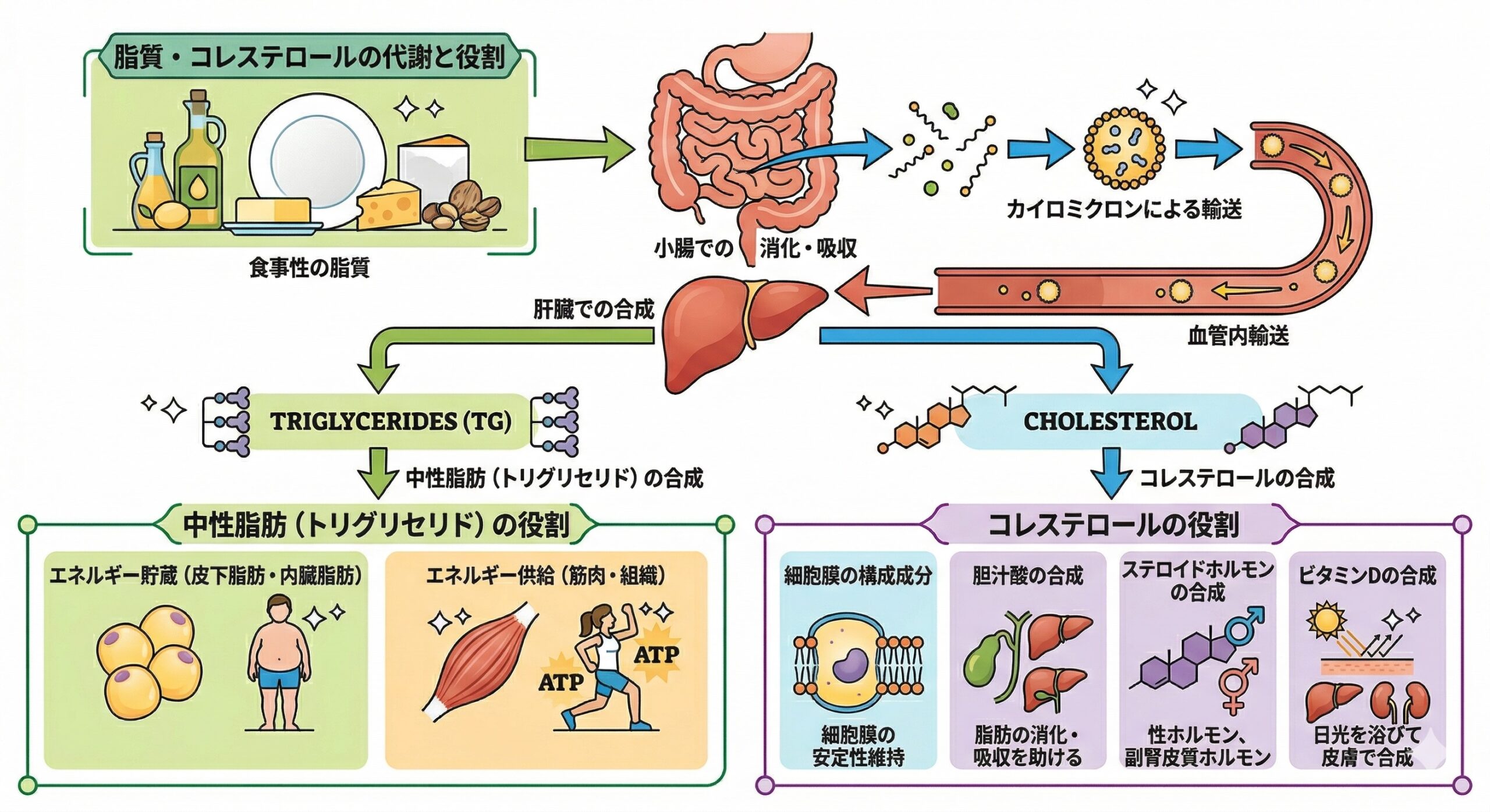 食事から摂取した脂質が小腸で吸収され、肝臓で中性脂肪とコレステロールに合成された後、エネルギー貯蔵や細胞膜の構成、ホルモン合成など、それぞれの役割を果たすまでの代謝経路を示した図解。